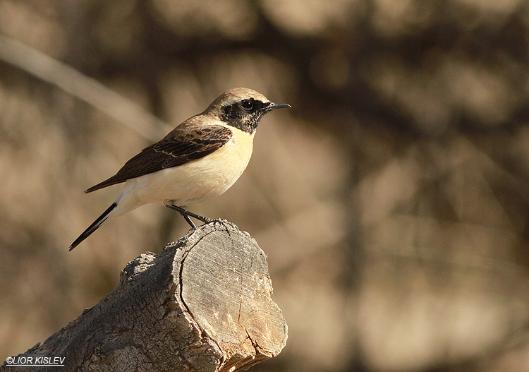 Black-eared Wheatear Oenanthe hispanica ,Mitzpe Ranon , 04-04-13 . Lior Kislev